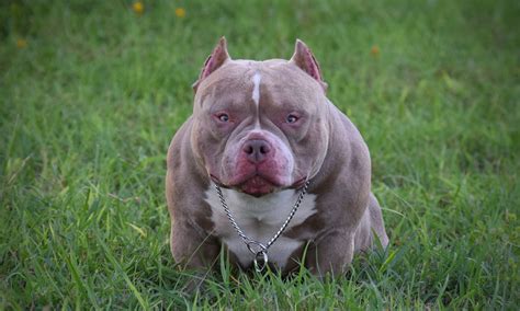 american bully for sale in louisiana|american bully breeders near me.